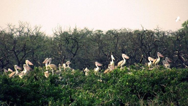 Vedanthangal_Bird_Sanctuary_-_Evening | RentoMojo