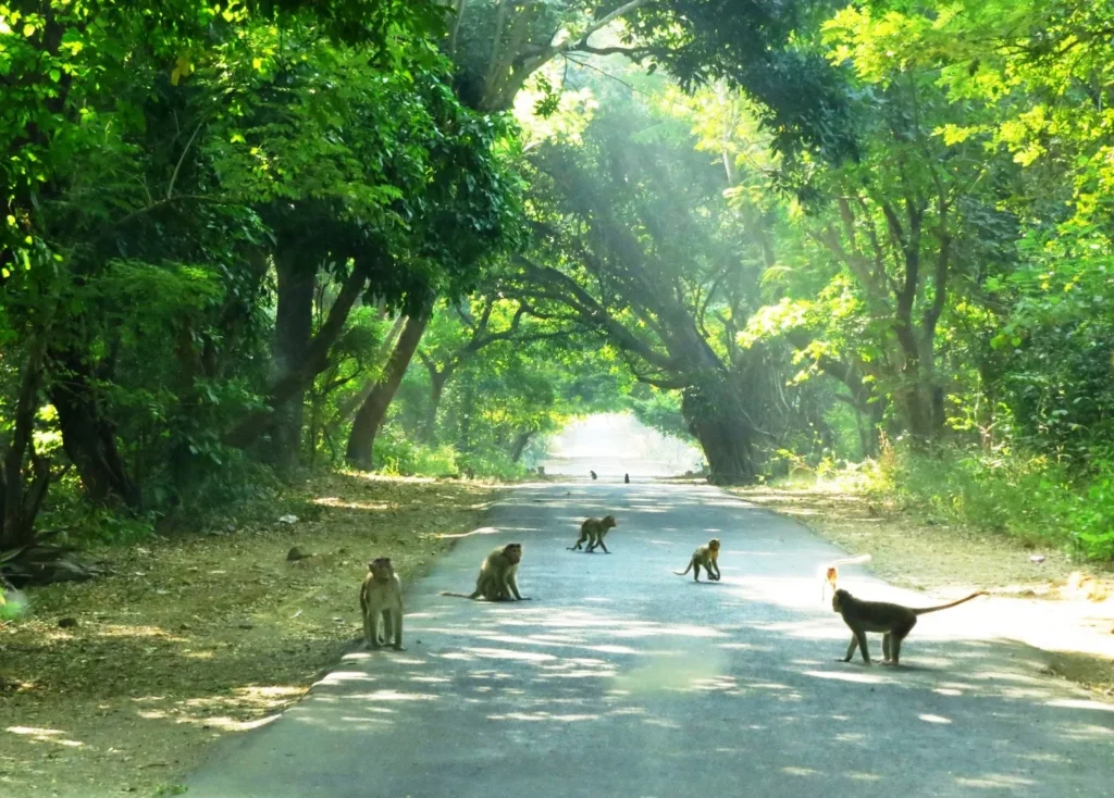 Sanjay Gandhi National Park, Mumbai